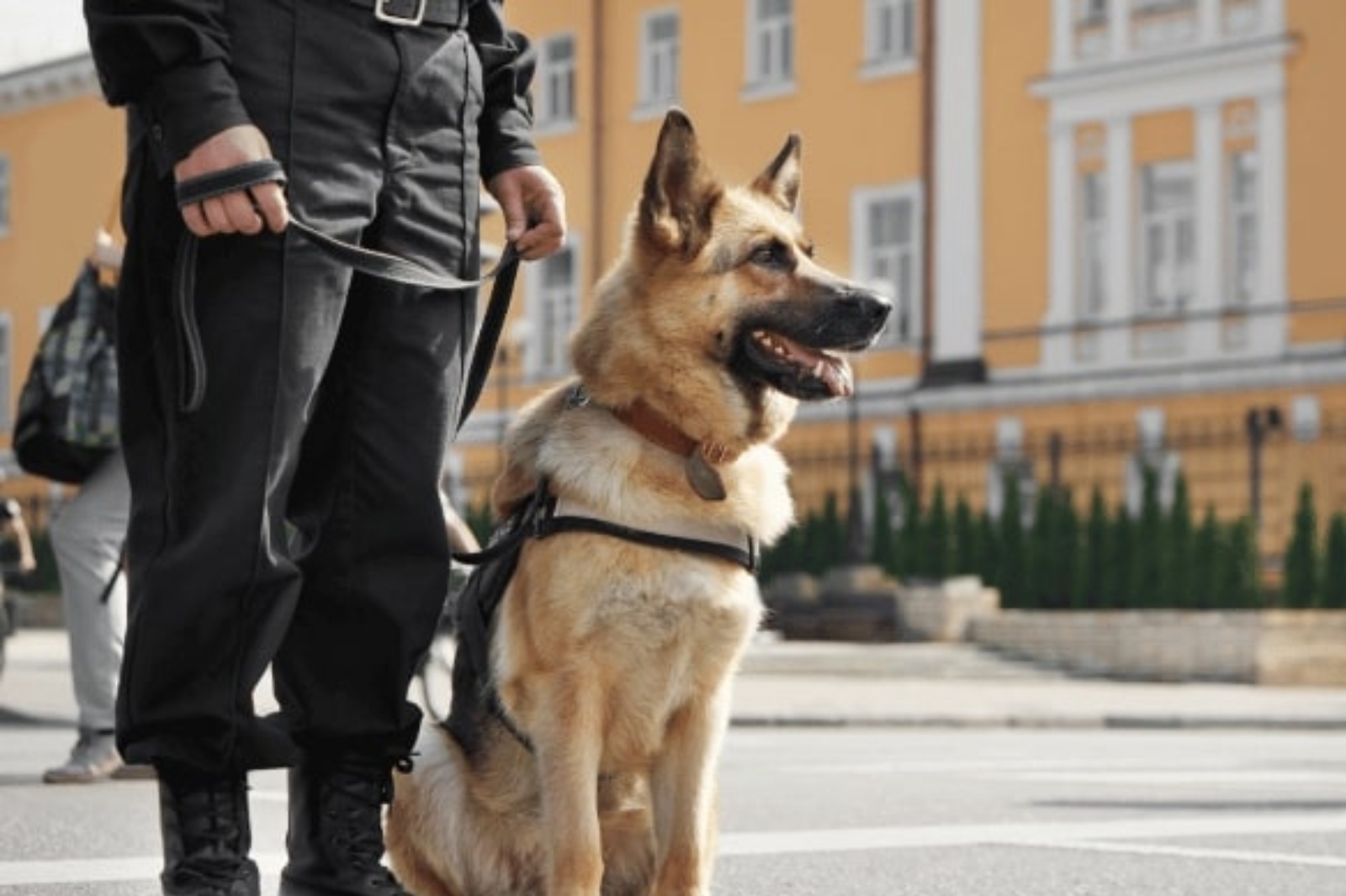 Security Dog Services