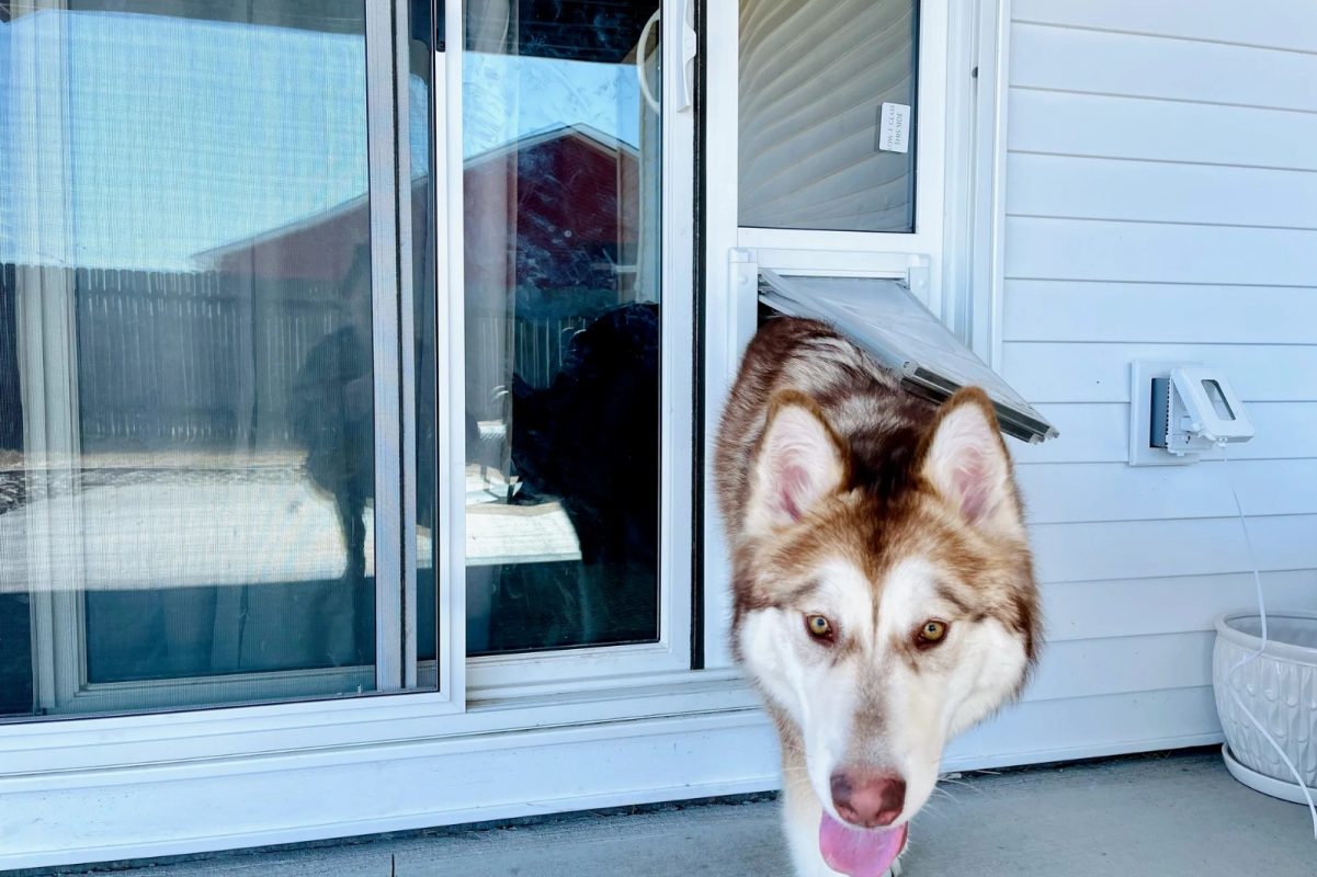 are dog doors a security risk