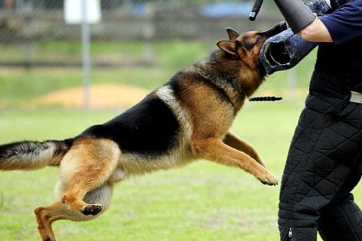 Dog for Security Purpose