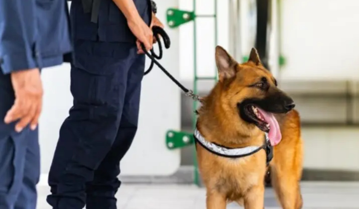 security dog trainers near your location