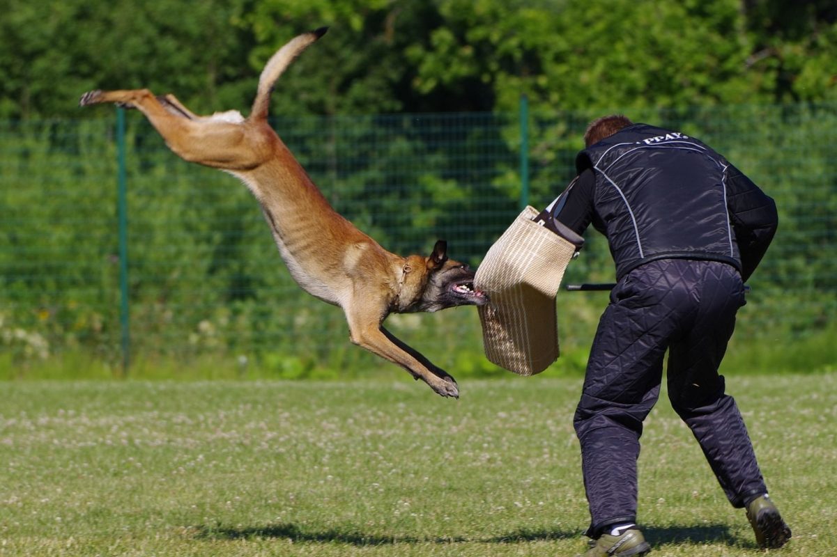 How to become a security dog trainer