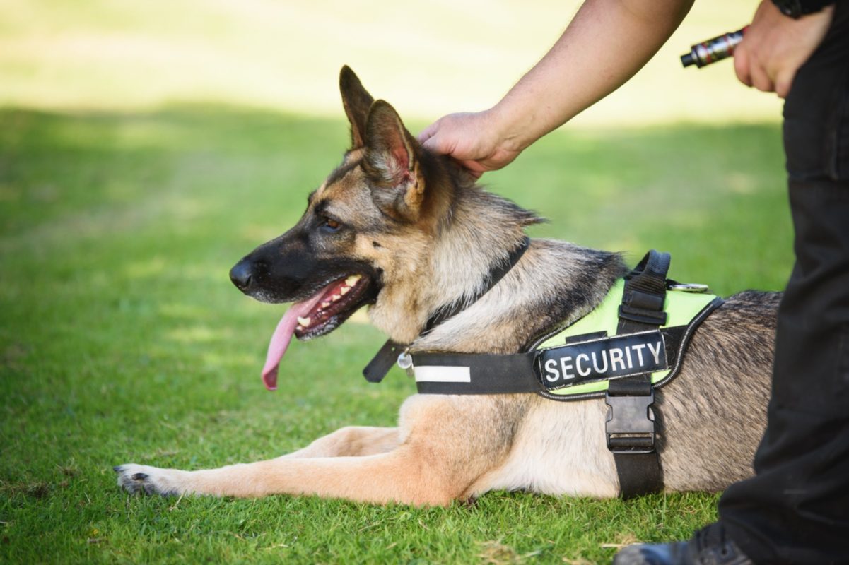 What is a Security Dog