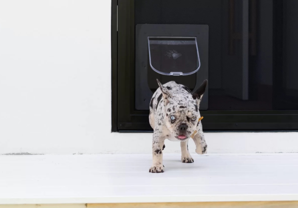 Dog Door with Security