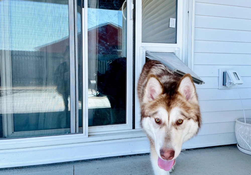 Dog Door with Security Panel