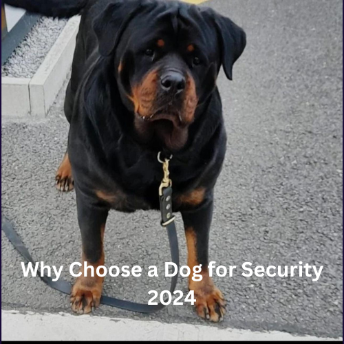 Why Choose a Dog for Security