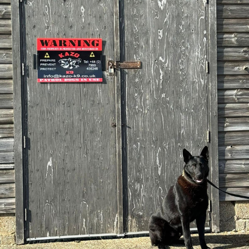 security-dog-for-sale-near-me