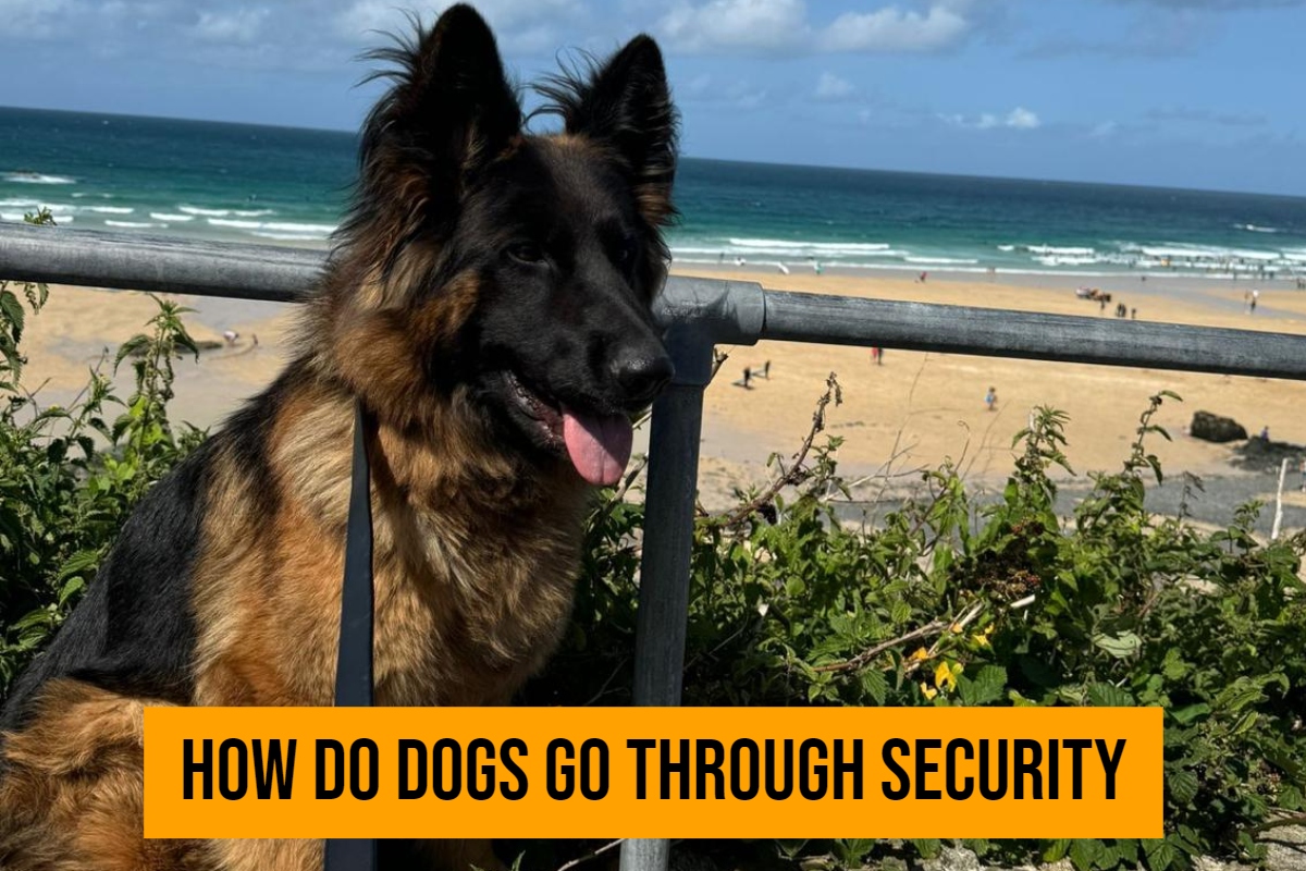 How Do Dogs Go Through Security