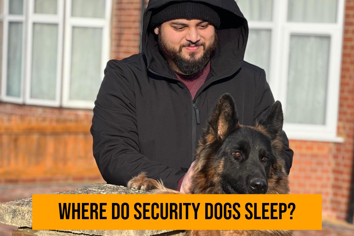 Where do security dogs sleep?