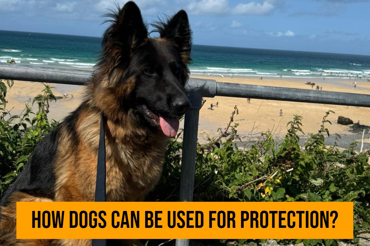 How Dogs Can Be Used for Protection?