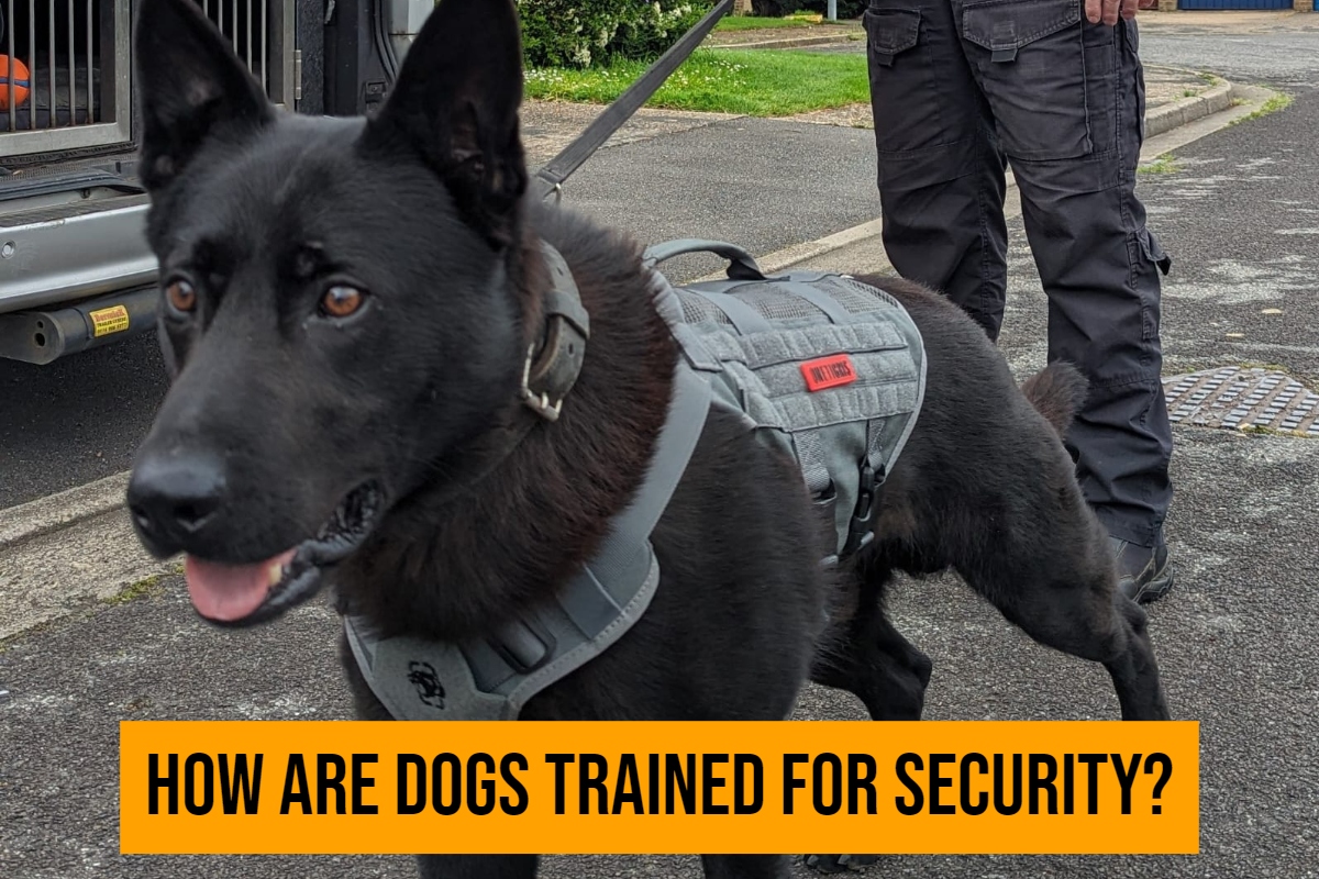 How are dogs trained for security?