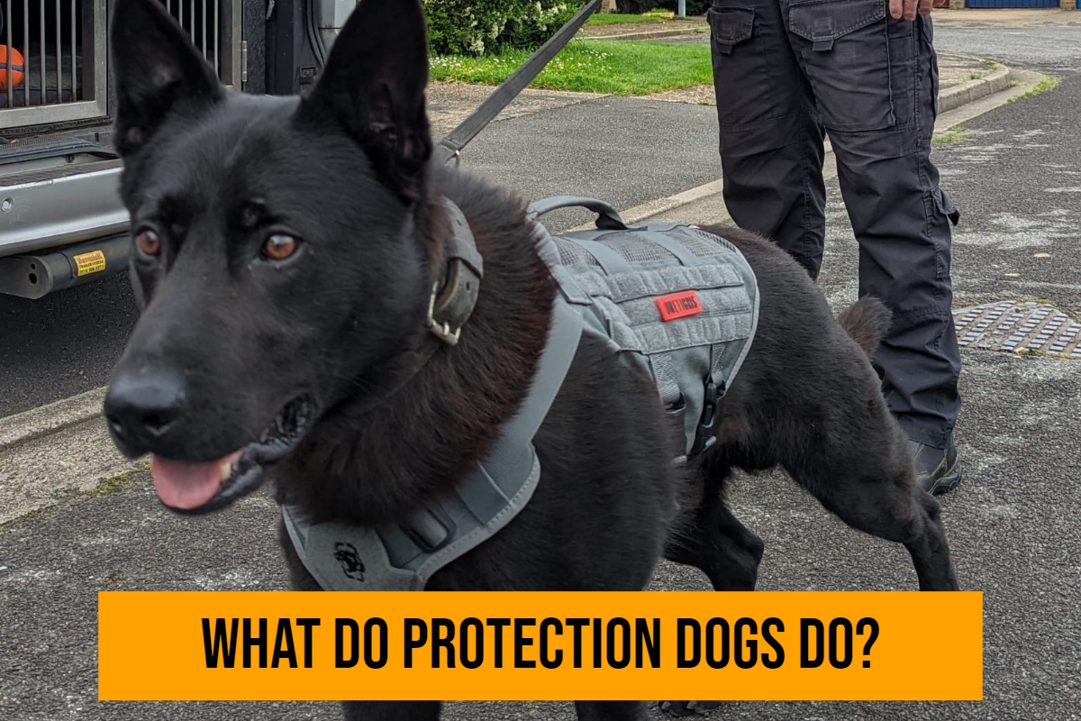 What do protection dogs do?