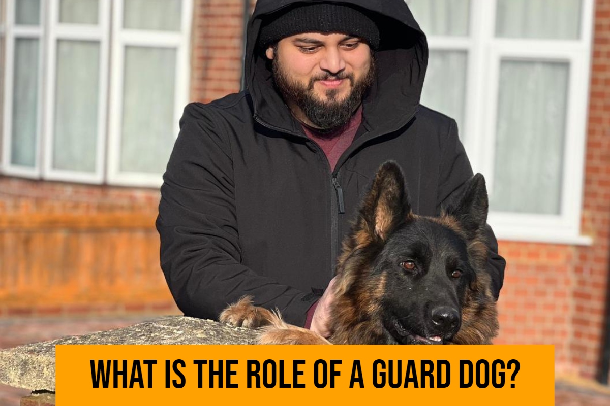 What is the Role of a Guard Dog?