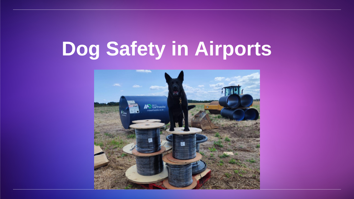 Dog Safety in Airports